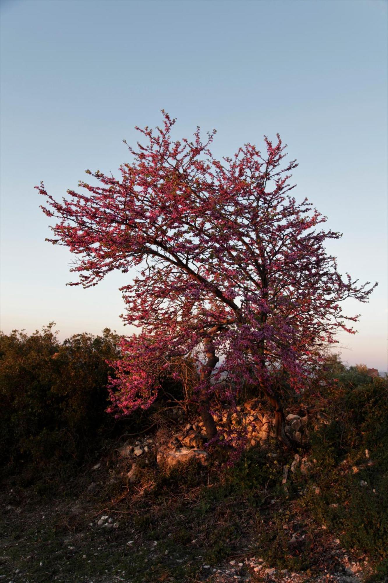 Vina Zarzarrosa Osuna Exterior photo